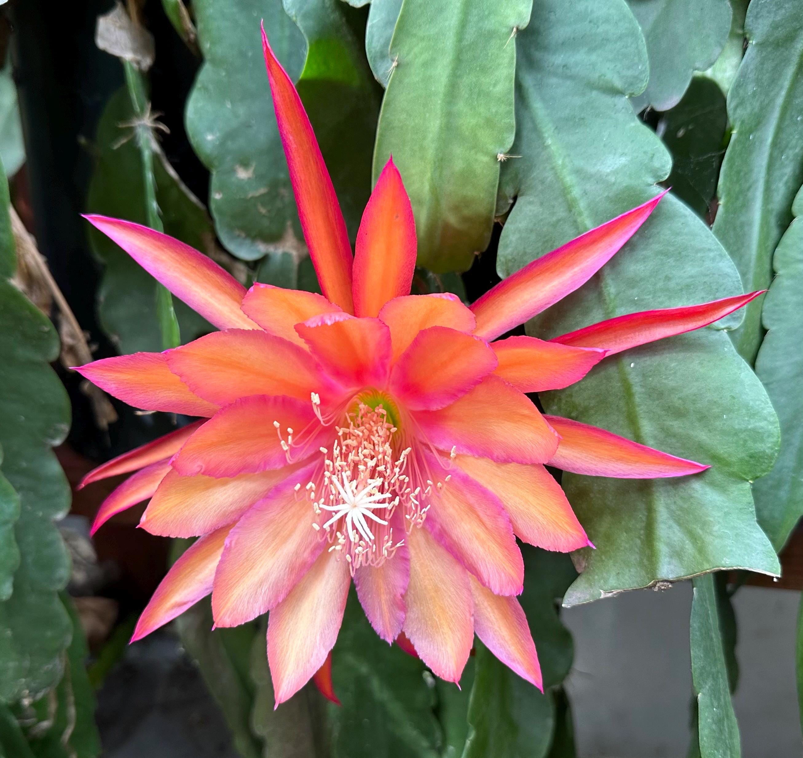 Epiphyllum 'coral Dance' Orchid Cactus Cutting (8-10