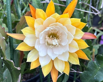 efeutute njoy Epipremnum pinnatum 