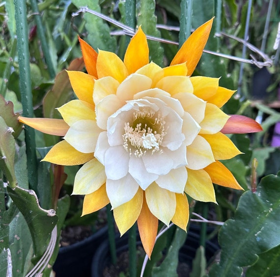 Nikko San Epiphyllum Orchid Cactus Cutting: White & Yellow Blooms