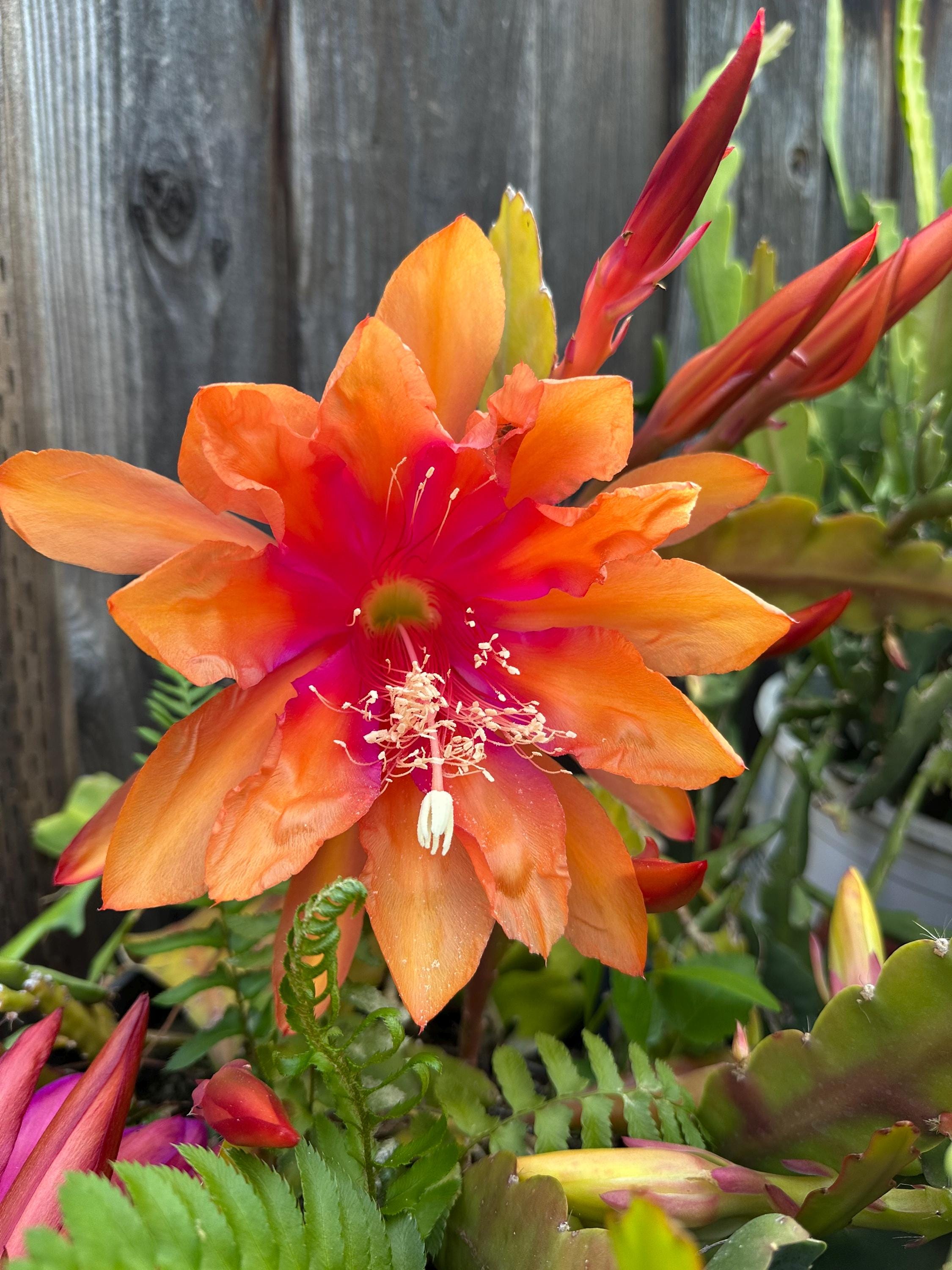 Epiphyllum "epiphyllum Spanish Gold" Orchid Cactus Cutting 8"-10" Long -  Etsy