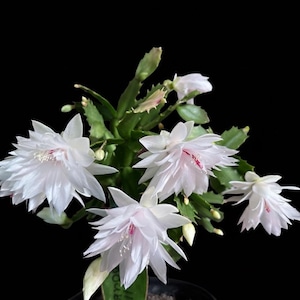 ¡RARO! Cactus de Acción de Gracias "Holly Double", esqueje de dos segmentos.