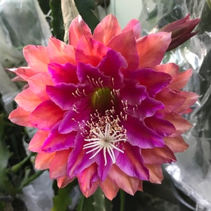 Puede incluir: Primer plano de una flor vibrante y multicapa con p&eacute;talos en tonos rosa, melocot&oacute;n y magenta. El centro presenta un grupo de estambres blancos. La flor est&aacute; en plena floraci&oacute;n, mostrando sus intrincados detalles y texturas.