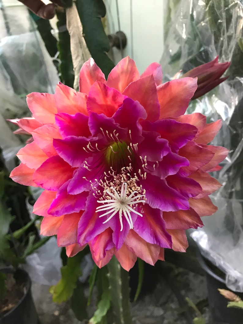 Puede incluir: Primer plano de una flor vibrante y multicapa con p&eacute;talos en tonos rosa, melocot&oacute;n y magenta. El centro presenta un grupo de estambres blancos. La flor est&aacute; en plena floraci&oacute;n, mostrando sus intrincados detalles y texturas.