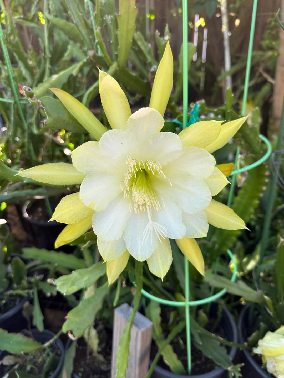 EPIPHYLLUM ORCHID CACTUS 'frosty Lime' Cutting 8