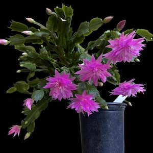 Thanksgiving Cactus Schlumbergera "Double Frosted ” Cutting ( 2 SEGMENTS 1 cutting) .