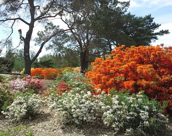 Psychic Reading True and Honest 2 questions