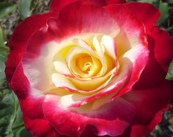 May include: A single, large, red and white rose with a yellow center. The rose is in full bloom and has a soft, velvety texture.