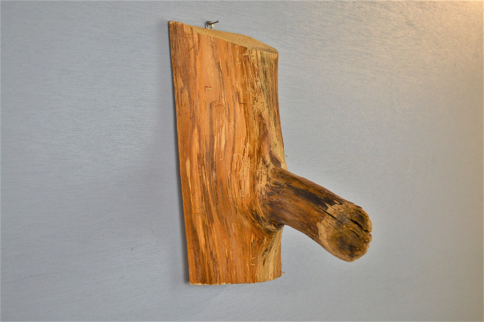 Taxidermy Wood Wall Mount Base Solid Cedar Tree Limb 594 Etsy