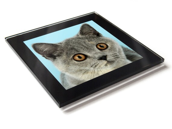 British Short Hair Blue Cream Cat Kitten Premium Glass Etsy