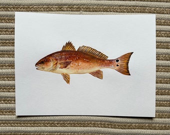 Könnte beinhalten: Ein Aquarellbild eines Rotbarsches, einer Fischart mit einem rotbraunen Körper und einem langen, schlanken Schwanz. Der Fisch ist dargestellt, wie er nach rechts schwimmt, mit leicht geöffnetem Maul.