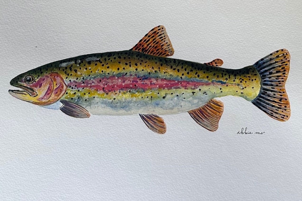 Trout Fishing Watercolor Print By Dean Crouser