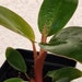 see more listings in the Rare Plants section
