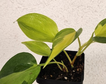 Philodendron Brazil/Brasil Cordatum Brasil Pothos Live plant in 2x3 inch pot