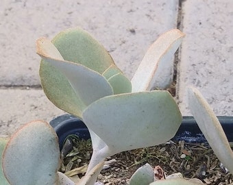 Kalanchoe Bracteata Succulent Plant in 4 inch pot - Silver Teaspoon