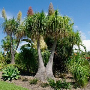 Ponytail palm House Plant Beaucarnea Recurvata image 1