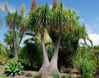 Ponytail palm House Plant - Beaucarnea Recurvata