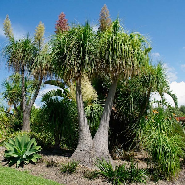 Ponytail palm House Plant - Beaucarnea Recurvata