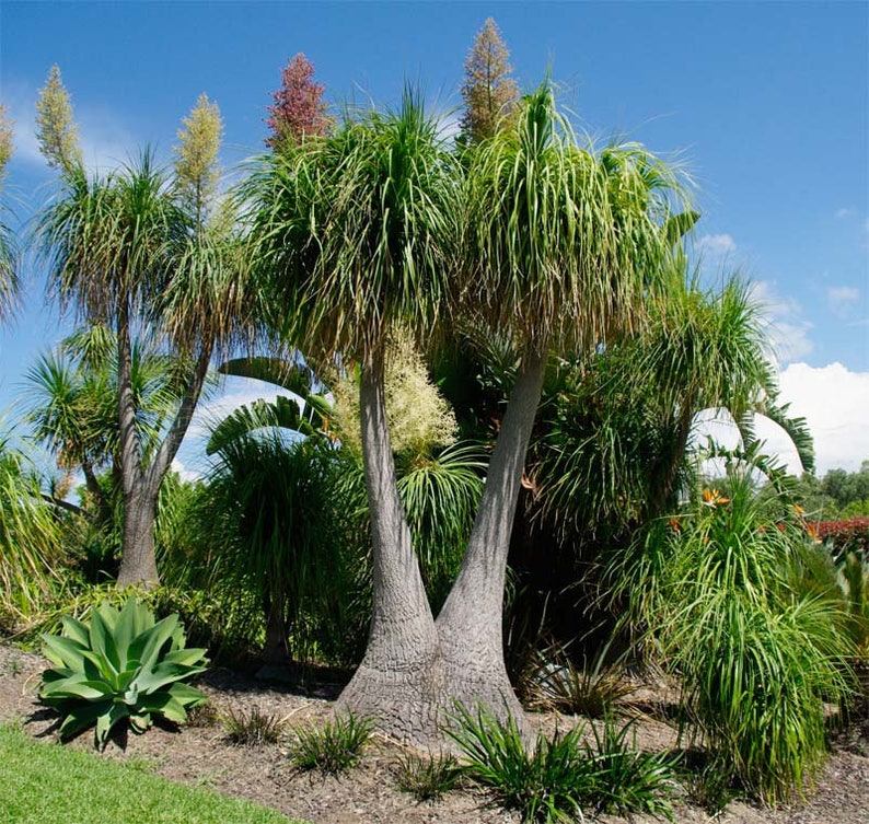 Ponytail palm House Plant Beaucarnea Recurvata image 1
