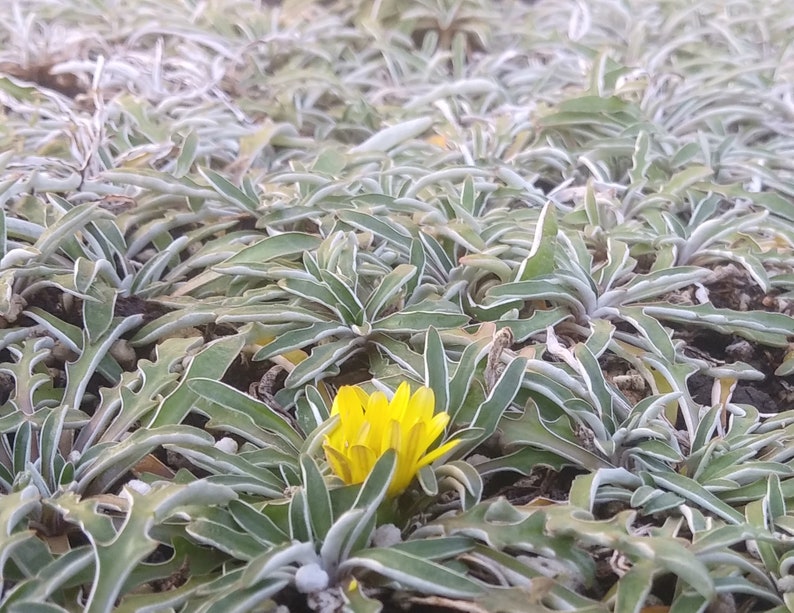 Dymondia Margaretae Silver Carpet Ground Cover Plant Etsy