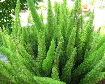 Foxtail Fern Seedling - Small Plant in 2 inch pot - Asparagus Densiflorus Meyersii