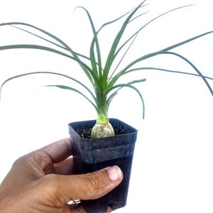 Ponytail palm House Plant Beaucarnea Recurvata image 2