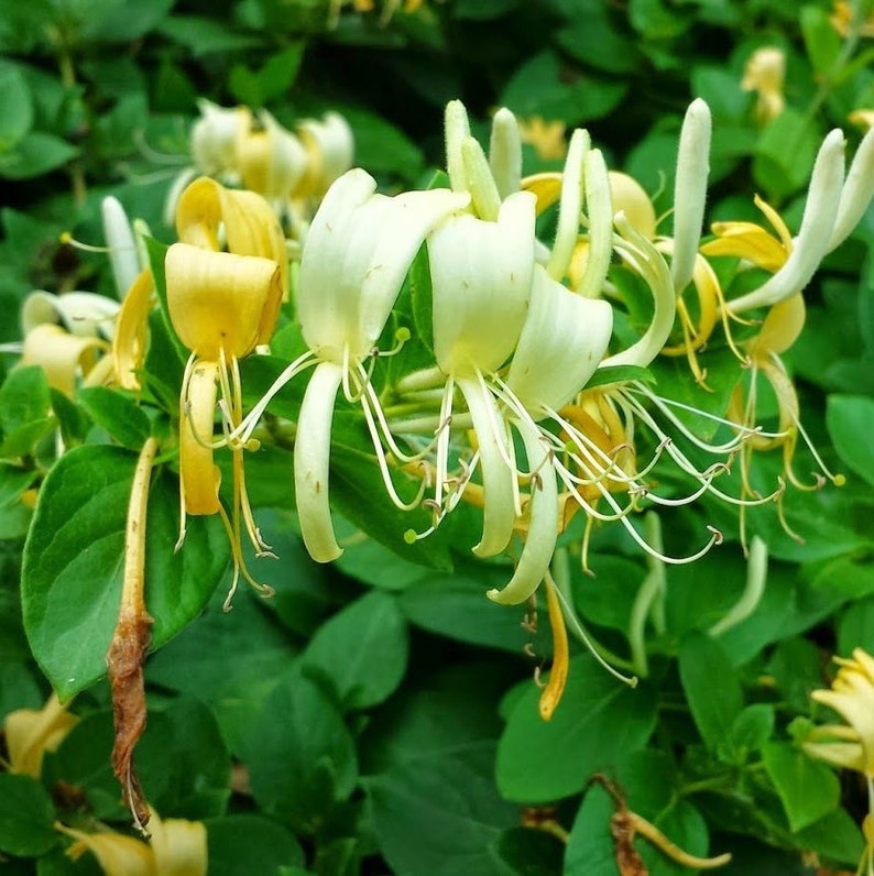 Hall's Japanese Honeysuckle Lonicera Japonica Vines image 2.