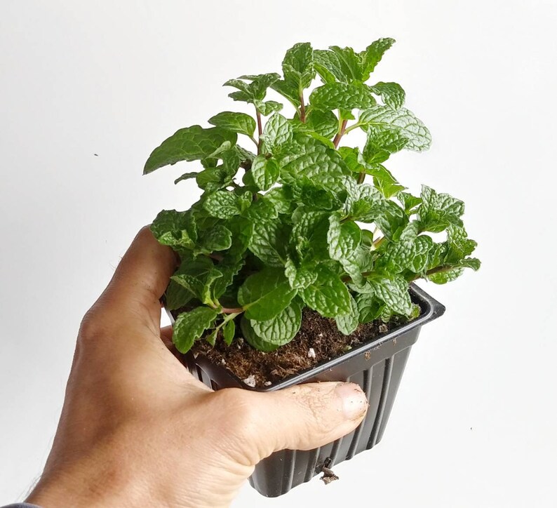 Herbs Mints Spearmints Chocolate Mints Pennyroyal Etsy