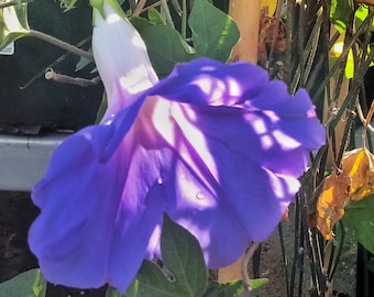 Blue Dawn Flower Morning Glory - Ipomoea Acuminata - Live starter plant