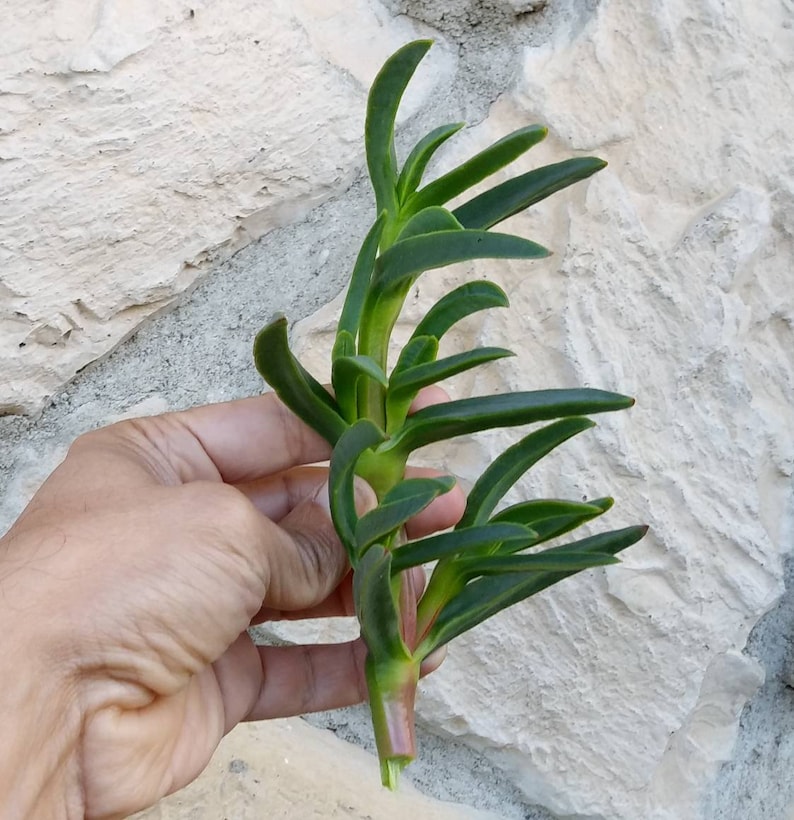Highway Ice Plant Unrooted cuttings Carpobrotus edulis