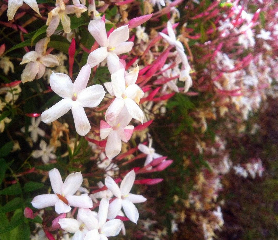 Jasminum Polyanthum  Pink Jasmine Vine Plant  Small 2 Inch