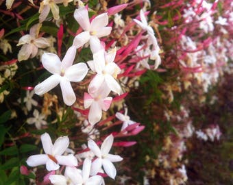 Jasminum Polyanthum - Pink Jasmine Vine plant - Small 2 inch pot Live plant