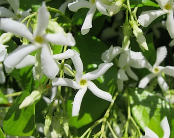 Star Jasmine Vine Plant - Confederate Jasmine - Trachelospermum Jasminoides - Highly fragrant