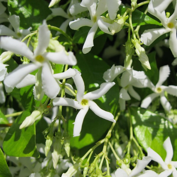 Star Jasmine Vine Plant - Confederate Jasmine - Trachelospermum Jasminoides - Highly fragrant