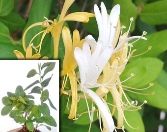 Hall's Japanese Honeysuckle, Lonicera Japonica Vines