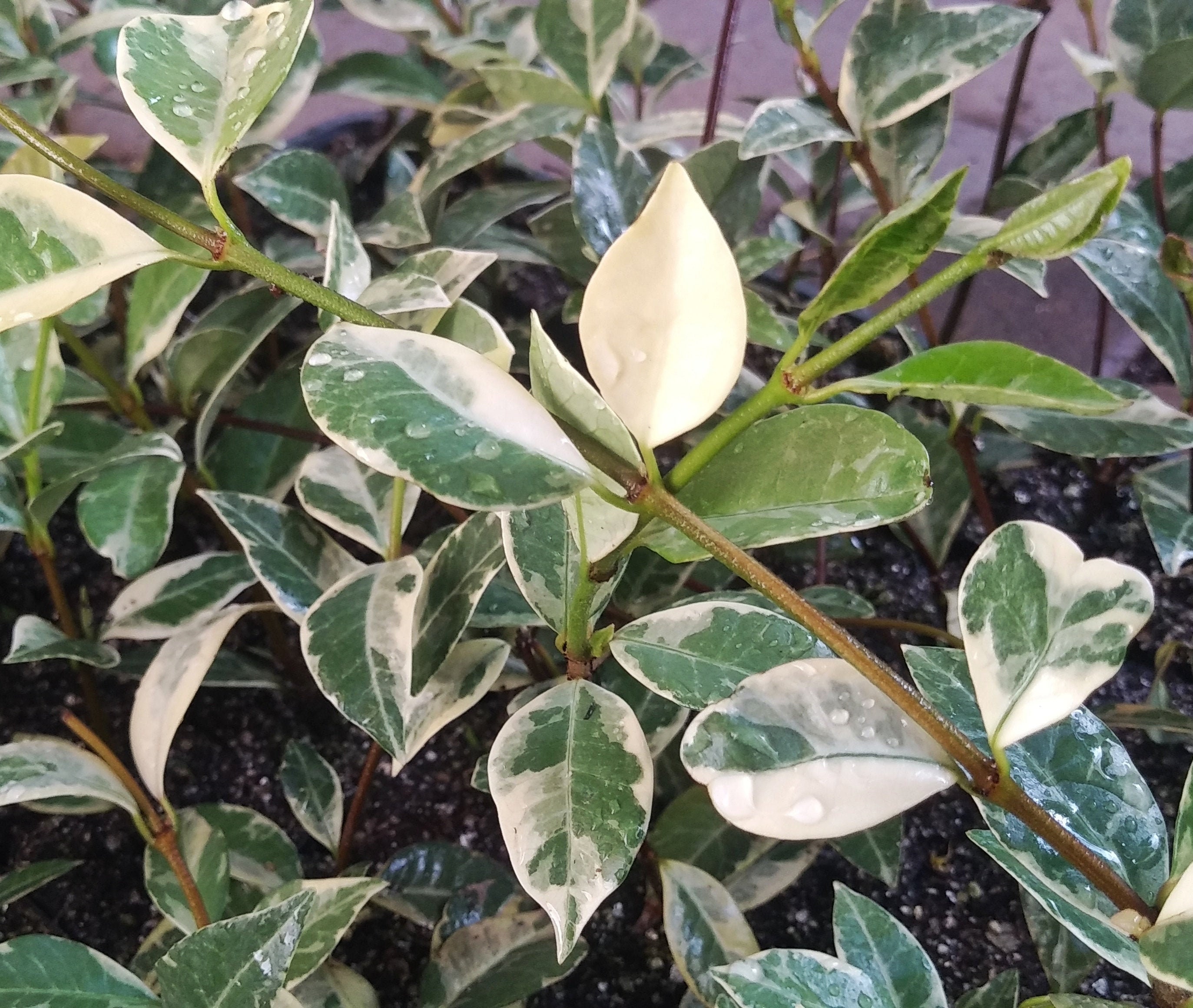 Variegated Star Jasmine Vine Plant - Trachelospermum Jasminoides Vari…