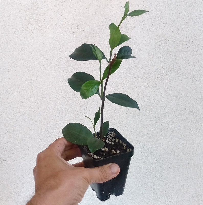 Star Jasmine Vine Plant Confederate Jasmine Etsy