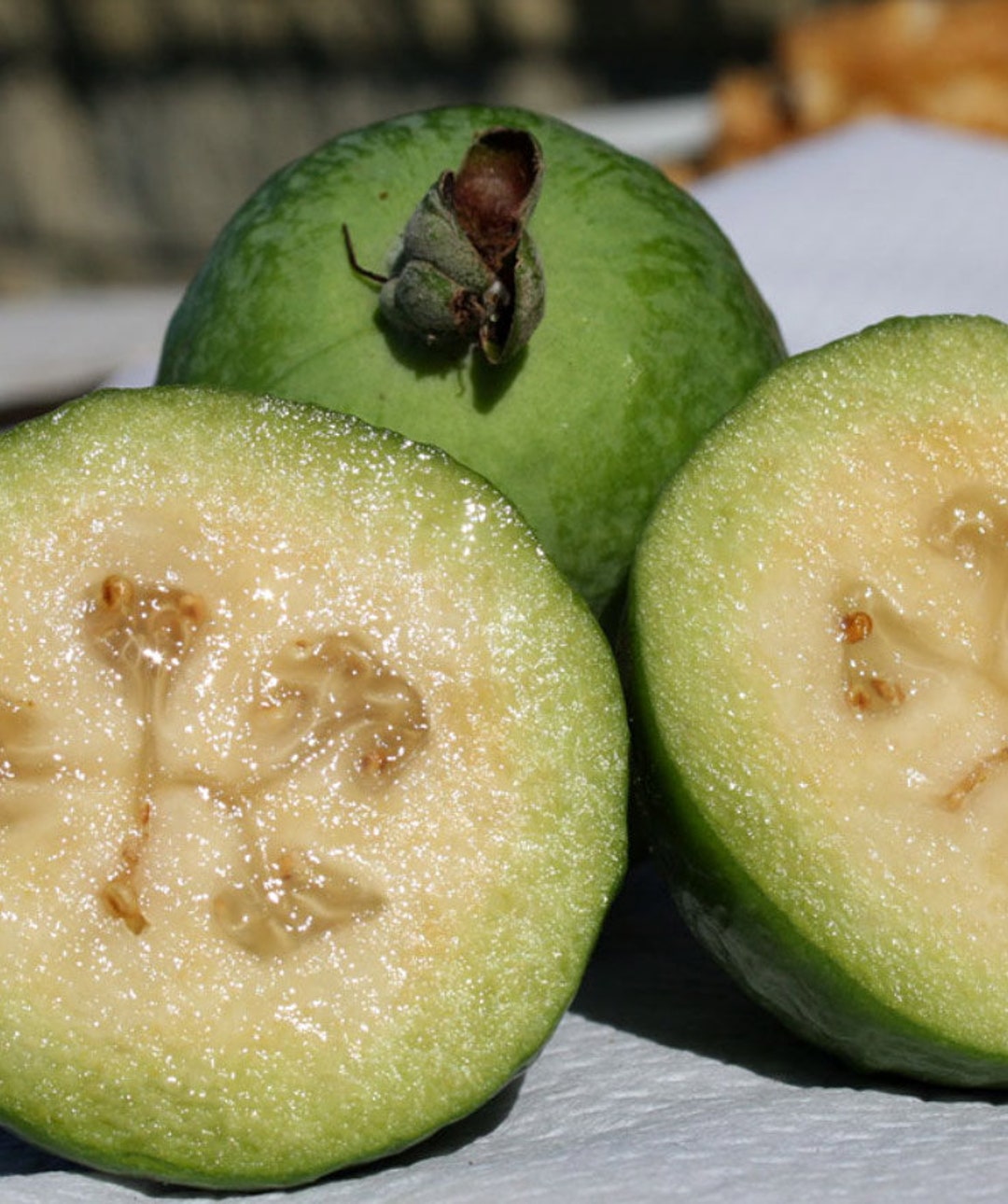 Pineapple Guava Live Plant Feijoa Sellowiana Cold Hardy Edible 2x3 Inch