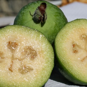 Pineapple Guava - Live Plant - Feijoa Sellowiana - Cold Hardy Edible - 2x3 inch pot