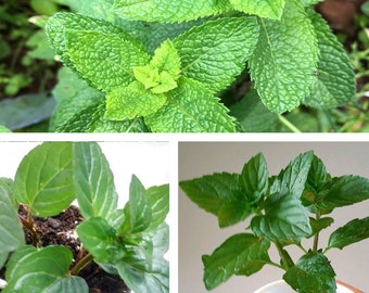Herbs - Mints, Spearmints, Chocolate Mints, Pennyroyal, Rosemary, Stevia, etc - Organic Herbs, NON-GMO