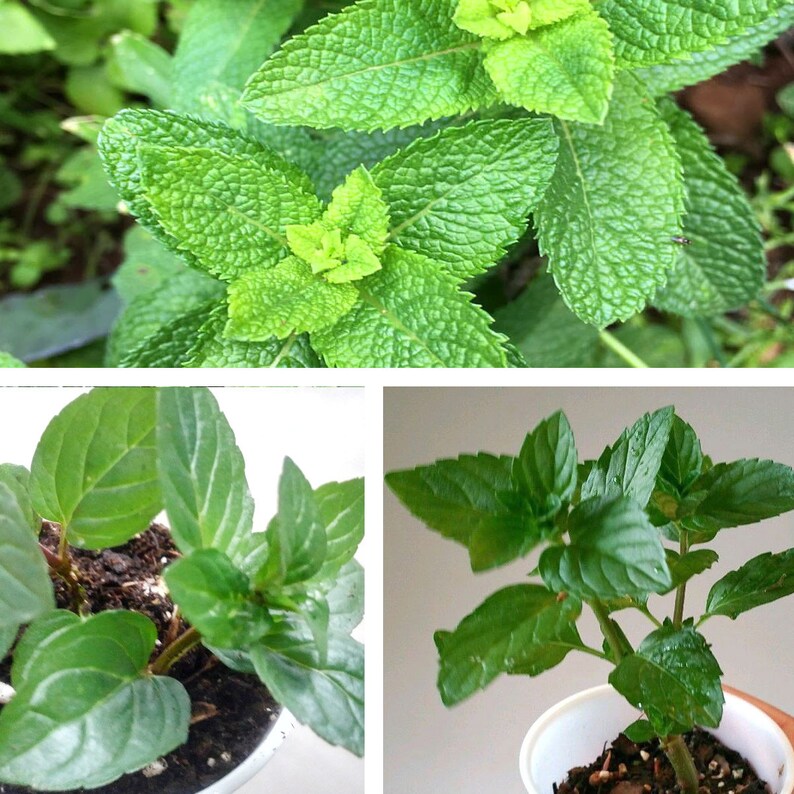 Herbs Mints Spearmints Chocolate Mints Pennyroyal Etsy