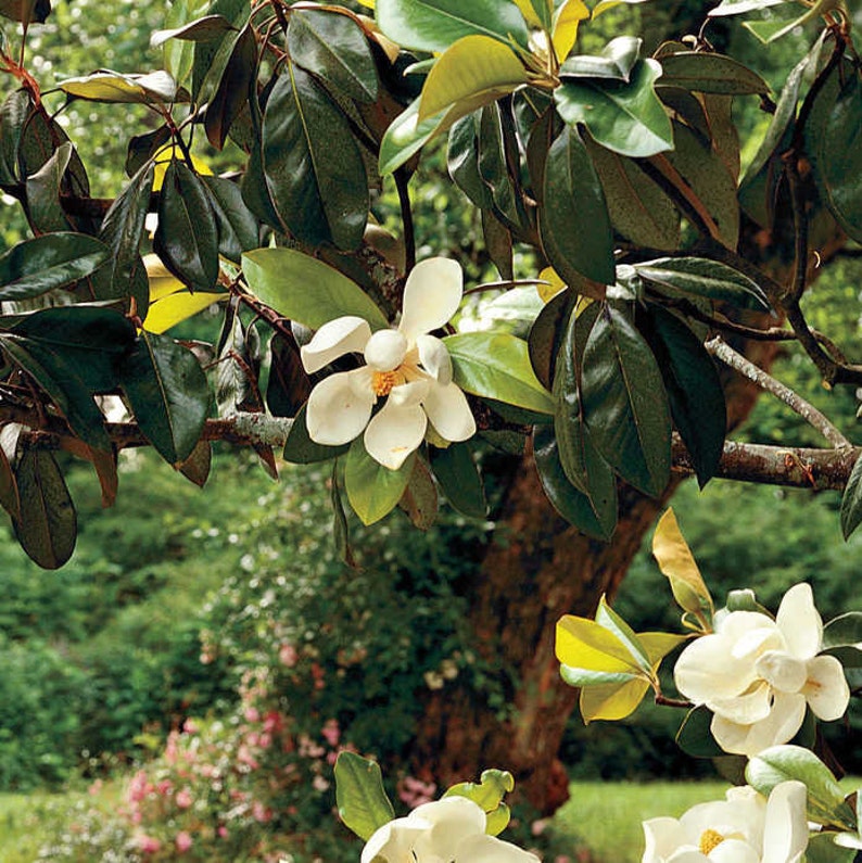 Magnolia grandiflora Southern Magnolia Tree in 2.5 inch pot Young starter plant image 4