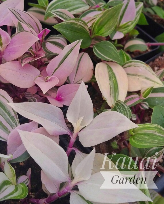 Wandering Jew Rainbow Aka Tricolor Tradescantia Albiflora Etsy