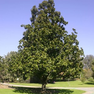 Magnolia grandiflora Southern Magnolia Tree in 2.5 inch pot Young starter plant image 5
