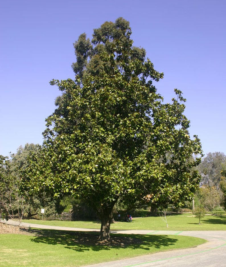 Magnolia grandiflora Southern Magnolia Tree in 2.5 inch pot Young starter plant image 5