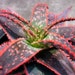 see more listings in the Succulents & Cactus section