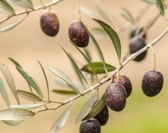 Mission Olive Tree - Young starter plant