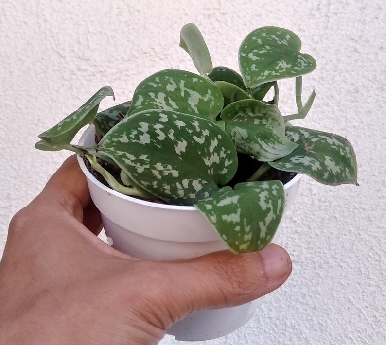 Pothos N Joy Pothos Marble Queen Pothos Silver Satin Etsy