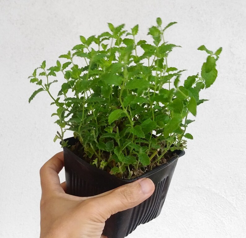 Strawberry Mint Live herb plant in 2 or 4 inch pots Mentha Etsy