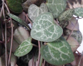 String of Hearts - Chain of Hearts - Rosary Vine - Ceropegia Woodii - Non Variegated