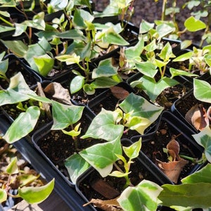 Variegated Wax Ivy Senecio Macroglossus AKA Variegated Jade Vine, Turtle Ivy, Natal Ivy houseplant image 2